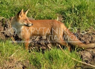 Από 24 έως 29 Απριλίου θα πέσουν τα δολώματα κατά της λύσσας στο Δήμο Αγράφων