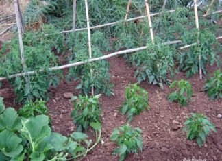 Ξεκίνησαν οι αιτήσεις για το Δημοτικό Λαχανόκηπο