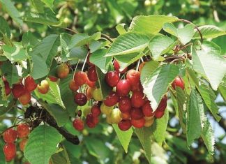 Χειλάκι πετροκέρασο