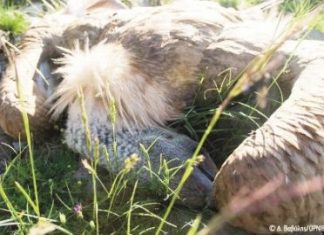 Από δηλητηριασμένα δολώματα κινδυνεύει η άγρια ζωή των Αγράφων