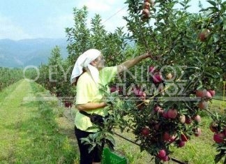 Εκδόθηκε η 2η Πρόσκληση για τη δράση «Κομφούζιο» στις καλλιέργειες