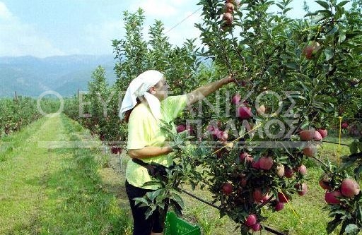 μηλο