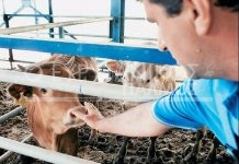 Έναν κτηνίατρο προσλαμβάνει η ΠΕ Ευρυτανίας