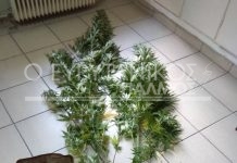 Δενδρύλλια ινδικής κάνναβης στο Στεφάνι εντόπισε η Αστυνομία Καρπενησίου