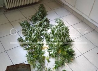 Δενδρύλλια ινδικής κάνναβης στο Στεφάνι εντόπισε η Αστυνομία Καρπενησίου