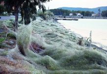Εντυπωσιάζουν οι εικόνες από το Αιτωλικό Ιστός αράχνης «κατάπιε» 300 μέτρα βλάστησης.
