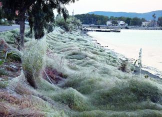 Εντυπωσιάζουν οι εικόνες από το Αιτωλικό Ιστός αράχνης «κατάπιε» 300 μέτρα βλάστησης.