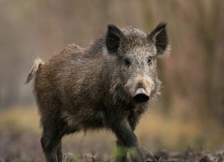 Στη Σιβίστα για μια ακόμη χρονιά η γιορτή αγριογούρουνου από τον Κυνηγετικό Σύλλογο Δυτικής Ευρυτανίας.