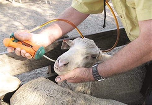 Πιστώσεις- Εποχικοί Κτηνίατροι
