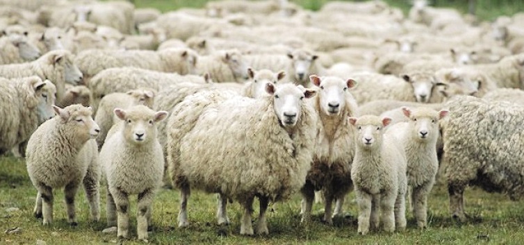 Ο Δήμος Αγράφων καλεί τους κτηνοτρόφους να κάνουν την ετήσια απογραφή ζωικού κεφαλαίου