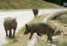 Οδηγός ΙΧ συγκρούστηκε με κοπάδι αγριογούρουνων στη Λαμία