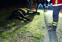 Κίνδυνος από τα ανεπιτήρητα ζώα Καταγγελίες πολιτών για κοπάδια αγελάδων στα όρια του νομού