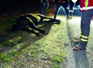 Κίνδυνος από τα ανεπιτήρητα ζώα Καταγγελίες πολιτών για κοπάδια αγελάδων στα όρια του νομού