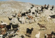 Σπάνιες φυλές αγροτικών ζώων: Πληρωμές ύψους 3,2 εκατ. ευρώ, σε 660 δικαιούχους