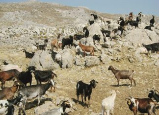 Σπάνιες φυλές αγροτικών ζώων: Πληρωμές ύψους 3,2 εκατ. ευρώ, σε 660 δικαιούχους