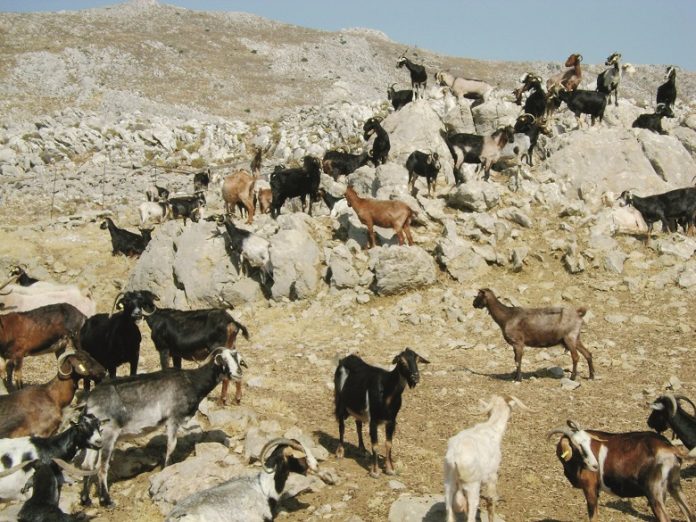 αυτοχθονες φυλές