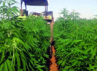 Σε δημόσια ηλεκτρονική διαβούλευση η καλλιέργεια βιομηχανικής κάνναβης