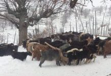 Ενημέρωση αγροτών και κτηνοτρόφων για τα ακραία καιρικά φαινόμενα και τις αποζημιώσεις για καταστροφές