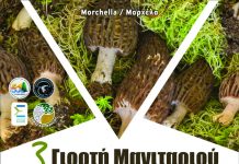 3η Γιορτή Μανιταριού