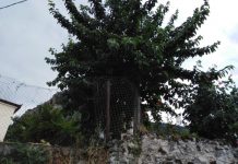 Έπεσε και σκοτώθηκε προσπαθώντας να μαζέψει κεράσια στην Τιθορέα