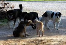 Μέτρα για τη μείωση των αδέσποτων ζώων συντροφιάς από το Δήμο Καρπενησίου