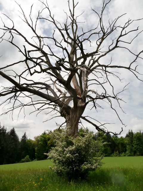 Wildenstein13_TakisAnt-9