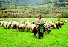 Ημερίδα με θέμα “Μετακινούμενη Κτηνοτροφία”