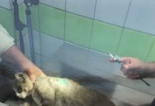 Καταδικάστηκε ο λυκειάρχης που πυροβόλησε γάτο στη Λαμία