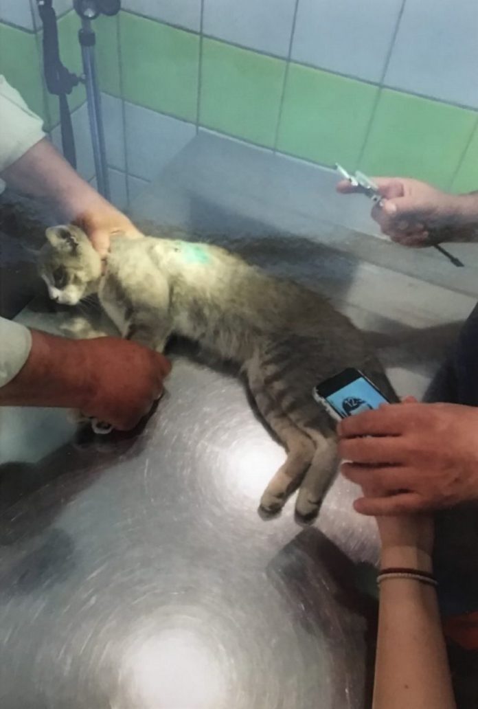 Ο γάτος υπέκυψε στα τραύματά του και οι φιλόζωοι στη Λαμία βράζουν