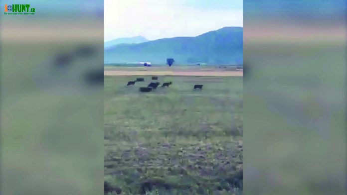 αγελη λυκων