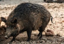 Η σφαίρα εξοστρακίστηκε και χτύπησε τον κυνηγό αντί για το αγριογούρουνο – Πανικός στα Άγραφα.