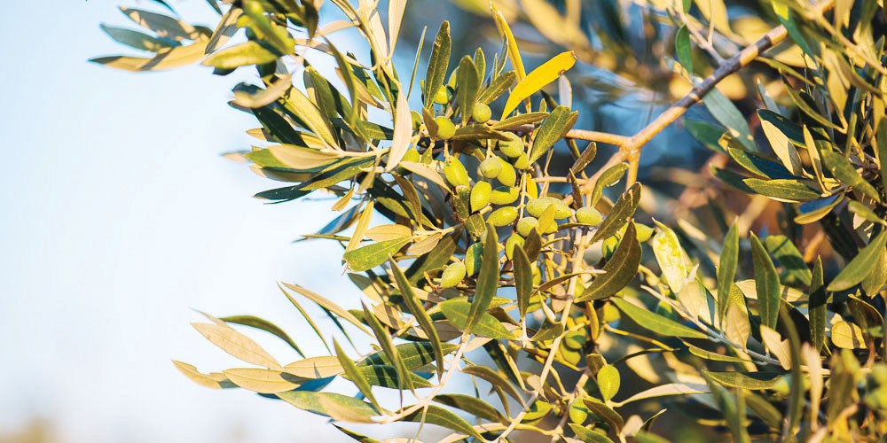 Δακος-Δελτίο-τυπου