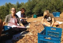 Tα βελανίδια δεν είναι (μόνο) για τα γουρούνια