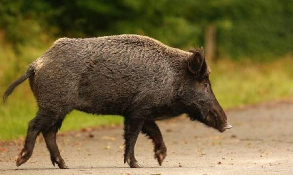 agriogourouno-1024x614