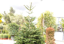 1.800 ευρώ για την προμήθεια Χριστουγεννιάτικων δέντρων στο Δήμο Αγράφων