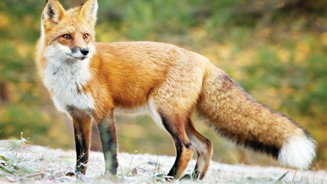 ΠΡΟΓΡΑΜΜΑ ΕΜΒΟΛΙΑΣΜΟΥ ΑΛΕΠΟΥΔΩΝ ΚΑΤΑ ΤΗΣ ΛΥΣΣΑΣ.