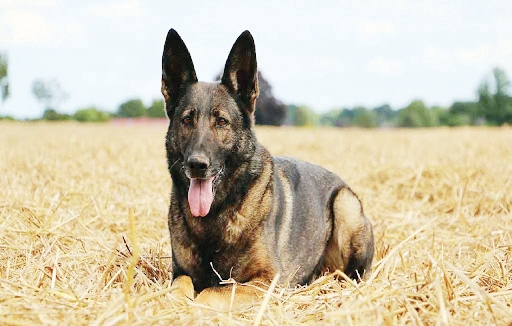 Πανελληνιο πρωταθλημα