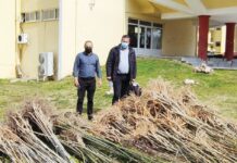 “1821 Δένδρα” – Μια πρωτότυπη δράση για τον εορτασμό των 200 χρόνων από την Επανάσταση