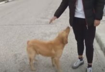 Γριζάνο Τρικάλων: Ο σκύλος έσωσε μια ολόκληρη οικογένεια από τον σεισμό