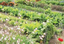 Συγκαλλιέργεια: Ποια λαχανικά καλλιεργούμε μαζί στον κήπο