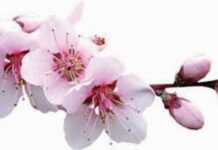 Ω! Αγνόν μου άνθος