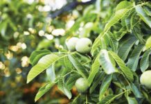 Δήμος Καρπενησίου: Μέχρι 26 Απριλίου οι αιτήσεις αποζημίωσης καρυδιών λόγω παγετού