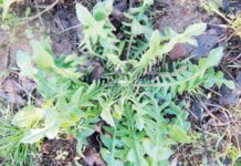 Τα άγρια χόρτα των βουνών της Ευρυτανίας