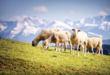 Ευρυτανικό γάλα. Η επιστροφή των ντόπιων φυλών ζώων η μόνη λύση για την πιστοποίηση ΠΟΠ προϊόντων