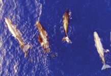 Ιόνιο Πέλαγος: Φάλαινες ταΐζουν τα μικρά τους!