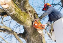 14.000€ για το κλάδεμα επικίνδυνων δένδρων του Δήμου Αγράφων