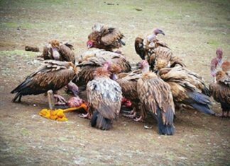 Πουλιά αγαπημένα και μη