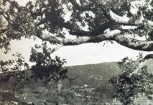 ‘Η ωραία Κοιμωμένη των Αγράφων’. O οικισμός της Παλιάς Βίνιανης