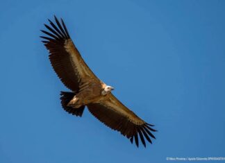 Μία αποικία σε άνθηση… 30 χρόνια μετά!