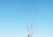 Σουλιώτης: Ευθύνη της Περιφέρειας τα ξερά δέντρα στον Περιφερειακό Καρπενησίου